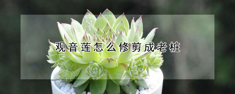 觀音蓮怎麼修剪成老樁