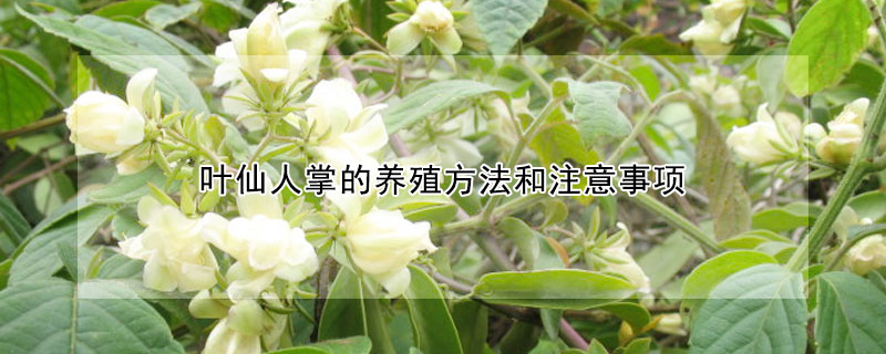 葉仙人掌的養殖方法和注意事項