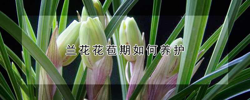 蘭花花苞期如何養護