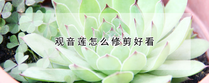 觀音蓮怎麼修剪好看