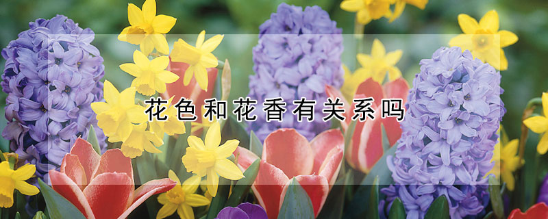 花色和花香有關係嗎