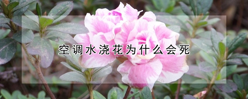 空調水澆花為什麼會死