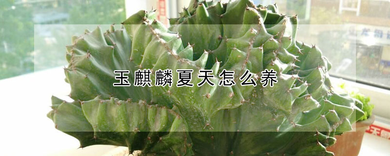 玉麒麟夏天怎麼養