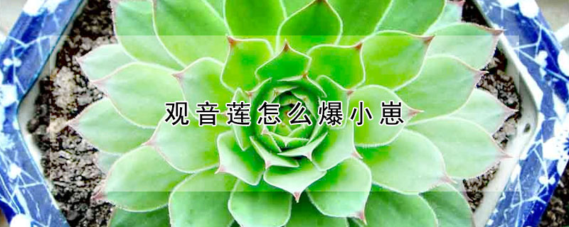 觀音蓮怎麼爆小崽