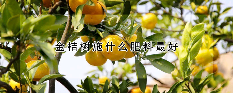 金桔樹施什麼肥料最好