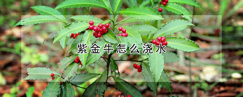 紫金牛怎麼澆水