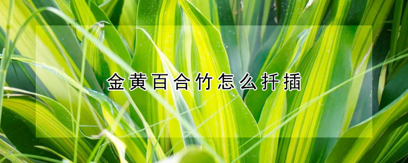 金黃百合竹怎麼扡插