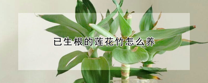 已生根的蓮花竹怎麼養
