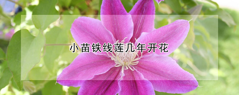 小苗鐵線蓮幾年開花