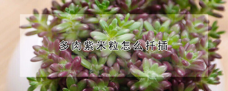 多肉紫米粒怎麼扡插