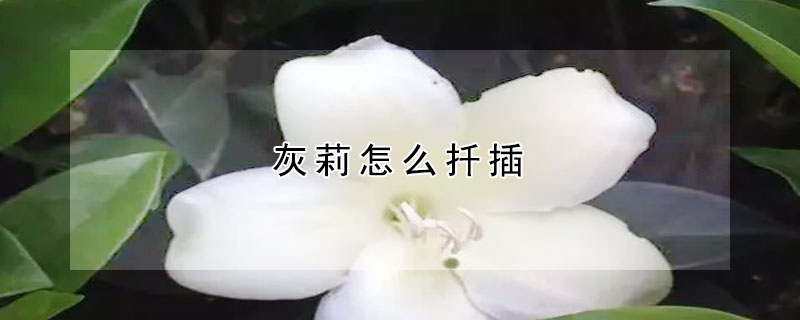 灰莉怎麼扡插