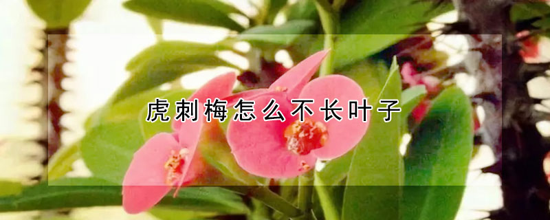 虎刺梅怎麼不長葉子