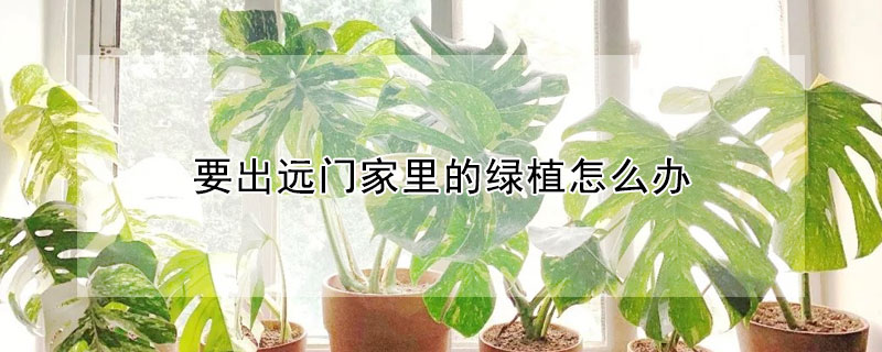要出遠門家裏的綠植怎麼辦
