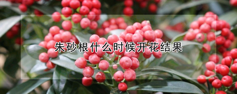 朱砂根什麼時候開花結果