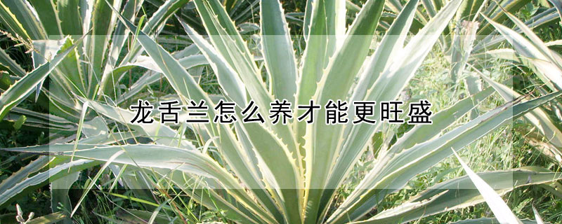 龍舌蘭怎麼養才能更旺盛