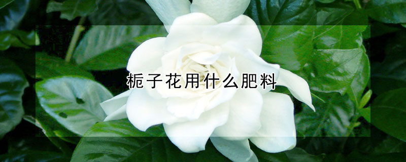 梔子花用什麼肥料