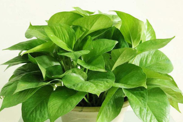 衛生間放什麼植物最好 適合在衛生間養的植物