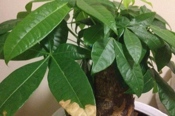 發財樹用什麼土最好呢 發財樹配土方法