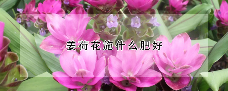薑荷花施什麼肥好