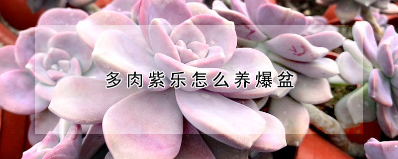 多肉紫樂怎麼養爆盆