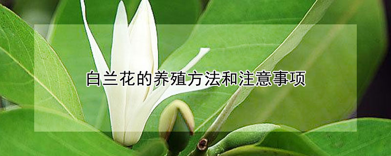 白蘭花的養殖方法和注意事項