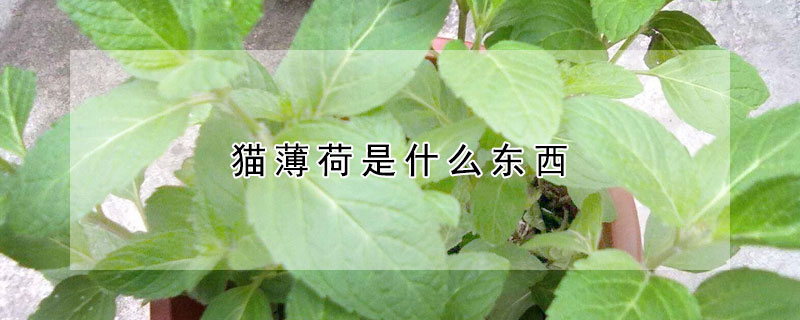 貓薄荷是什麼東西