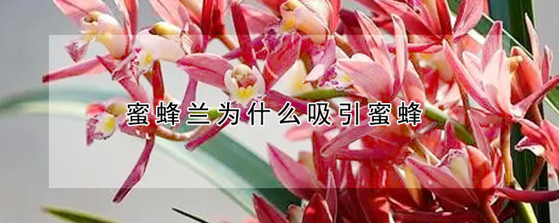 蜜蜂蘭為什麼吸引蜜蜂