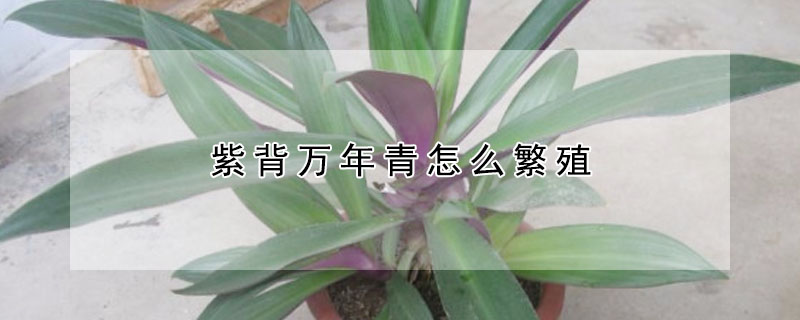 紫背萬年青怎麼繁殖