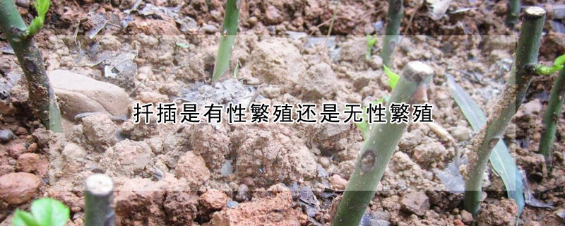 扡插是有性繁殖還是無性繁殖