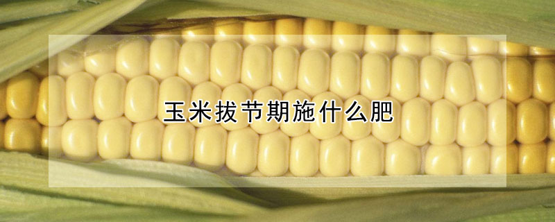 玉米拔節期施什麼肥