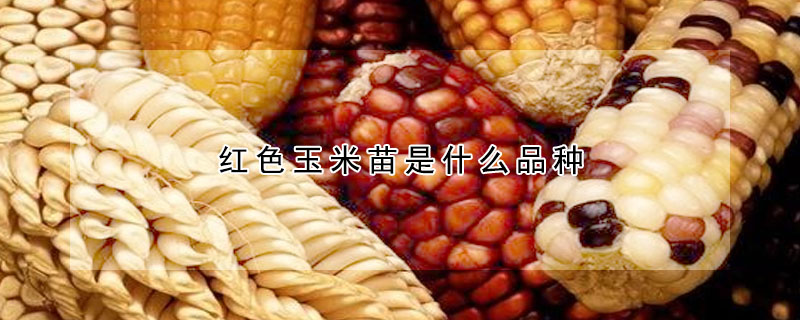 紅色玉米苗是什麼品種