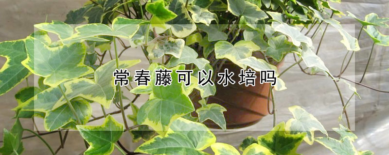 常春藤可以水培嗎