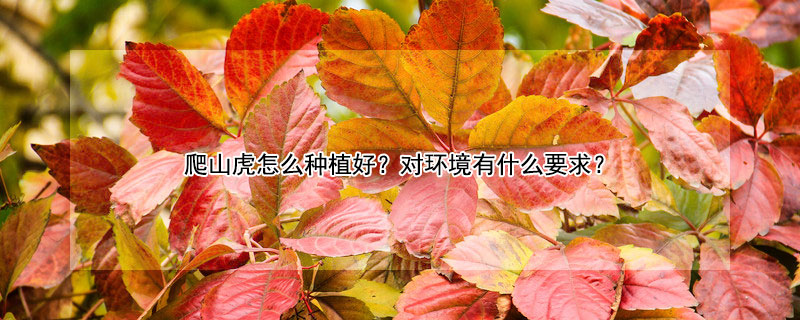 爬山虎怎麼種植好?對環境有什麼要求?