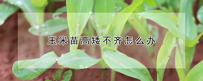 玉米苗高矮不齊怎麼辦