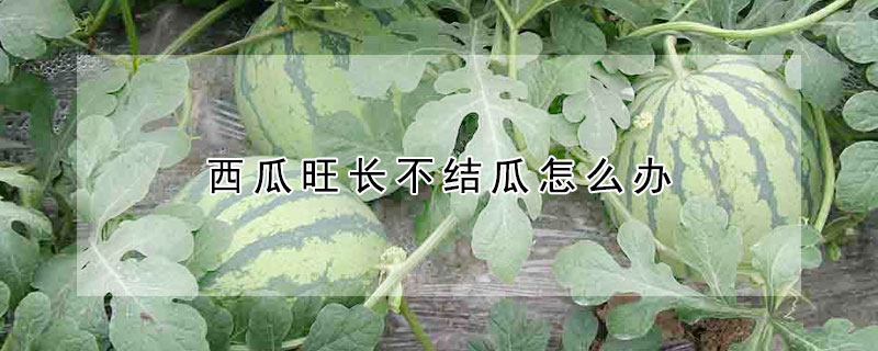 西瓜旺長不結瓜怎麼辦