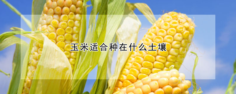 玉米適合種在什麼土壤