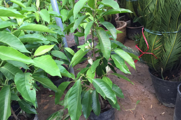 家裏栽黃桷蘭風水好嗎 黃桷蘭種植的風水講究