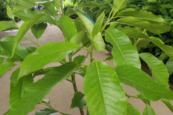 家裏栽黃桷蘭風水好嗎 黃桷蘭種植的風水講究