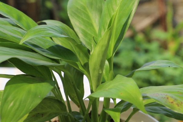 哪種植物吸收甲醛效果最好 什麼植物去除甲醛最好