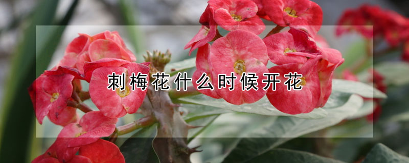 刺梅花什麼時候開花