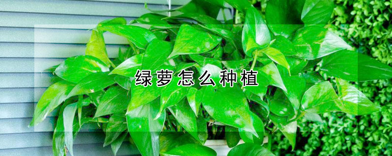 綠蘿怎麼種植