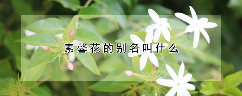 素馨花的別名叫什麼