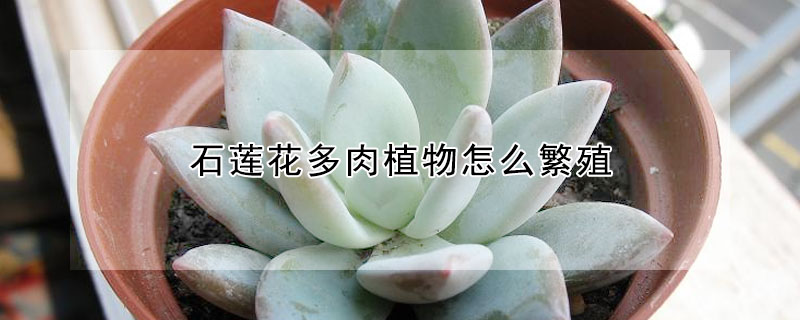 石蓮花多肉植物怎麼繁殖