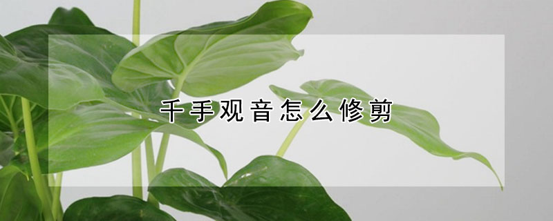 千手觀音怎麼修剪