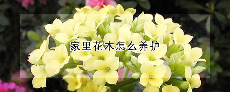 家裏花木怎麼養護