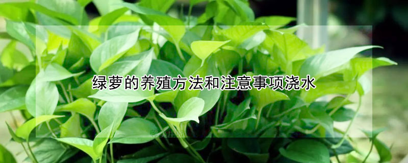 綠蘿的養殖方法和注意事項澆水