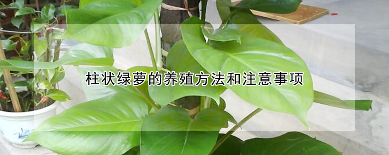 柱狀綠蘿的養殖方法和注意事項