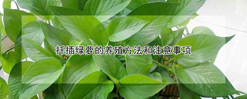 扡插綠蘿的養殖方法和注意事項