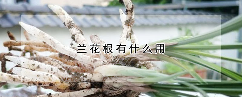蘭花根有什麼用