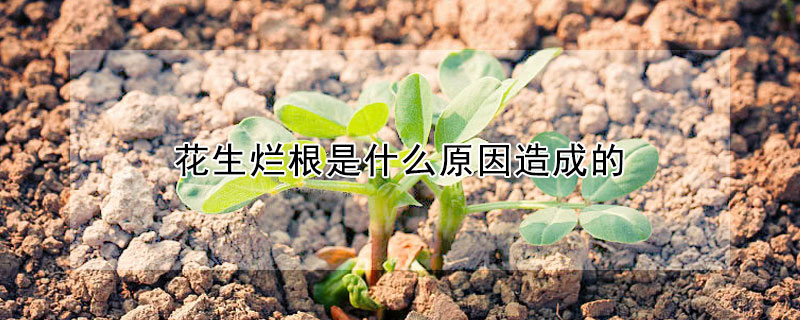 花生爛根是什麼原因造成的
